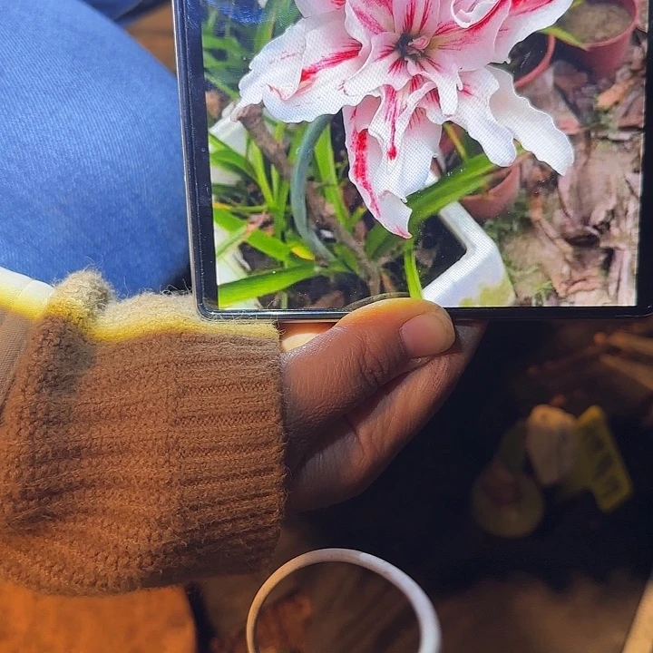 越南朱月世界39 1.5厘米可寄养