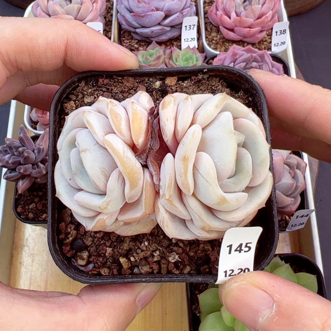 好好看145、哈哈哈哈