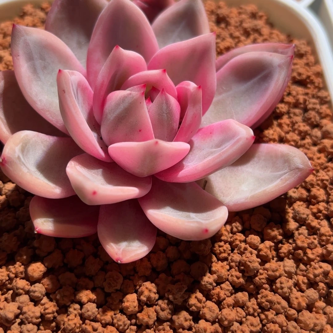 酒红香槟锦多肉植物