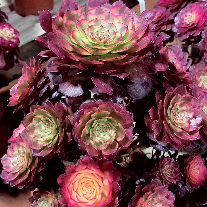 烟花的，多肉植物