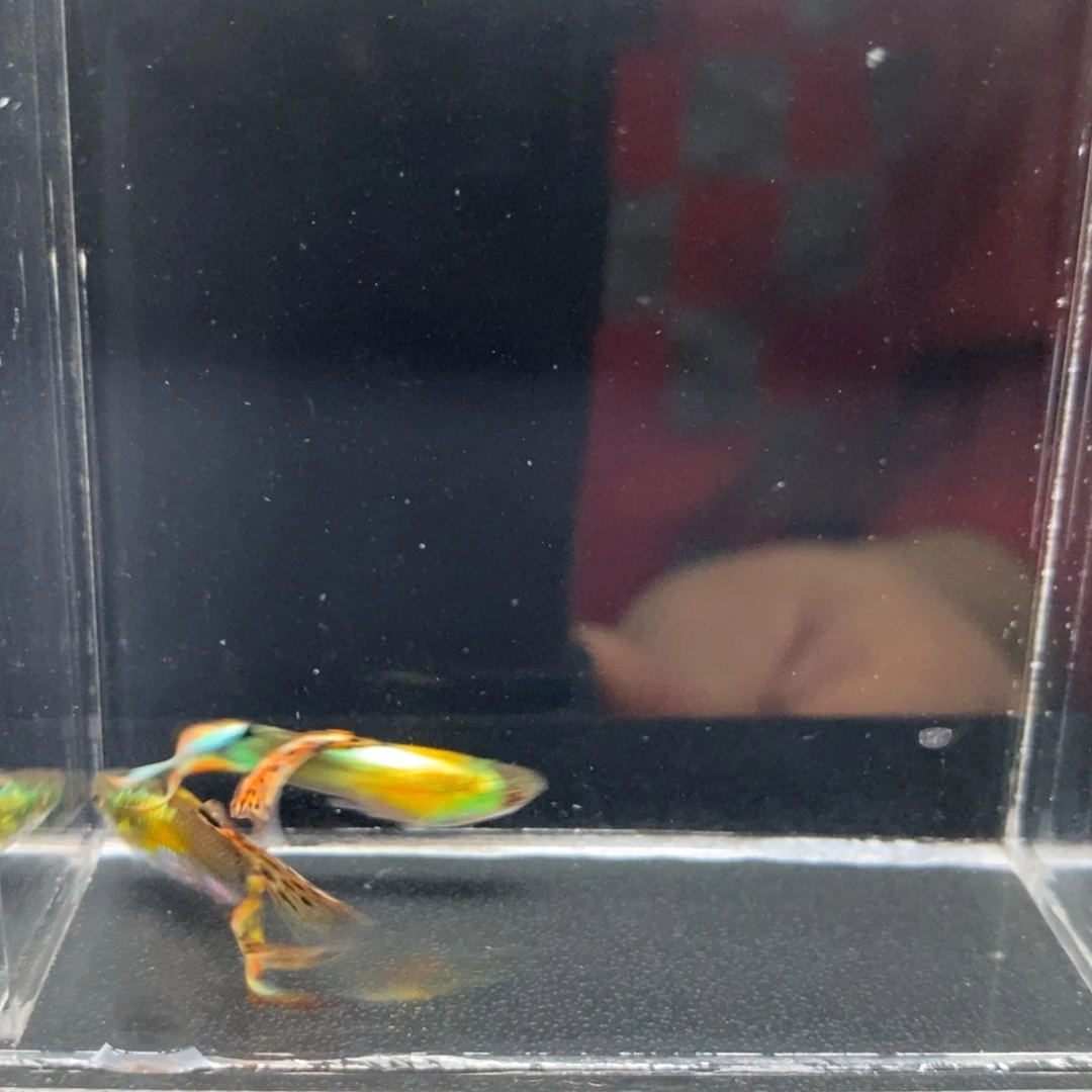 孔雀鱼多彩琴尾两对