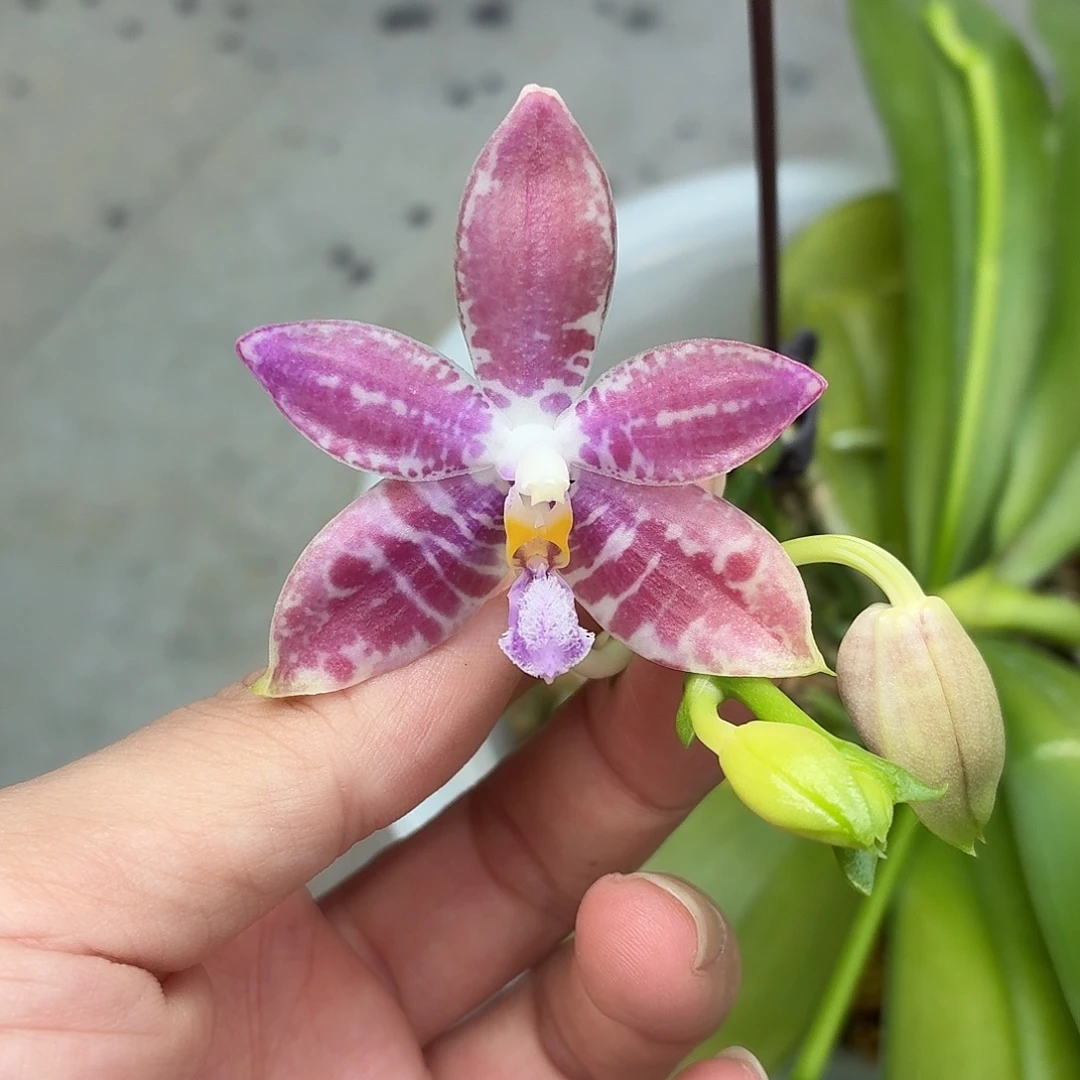 当前无花朵，栽培后可花朵A1827海底世界八寸三花剑开花株