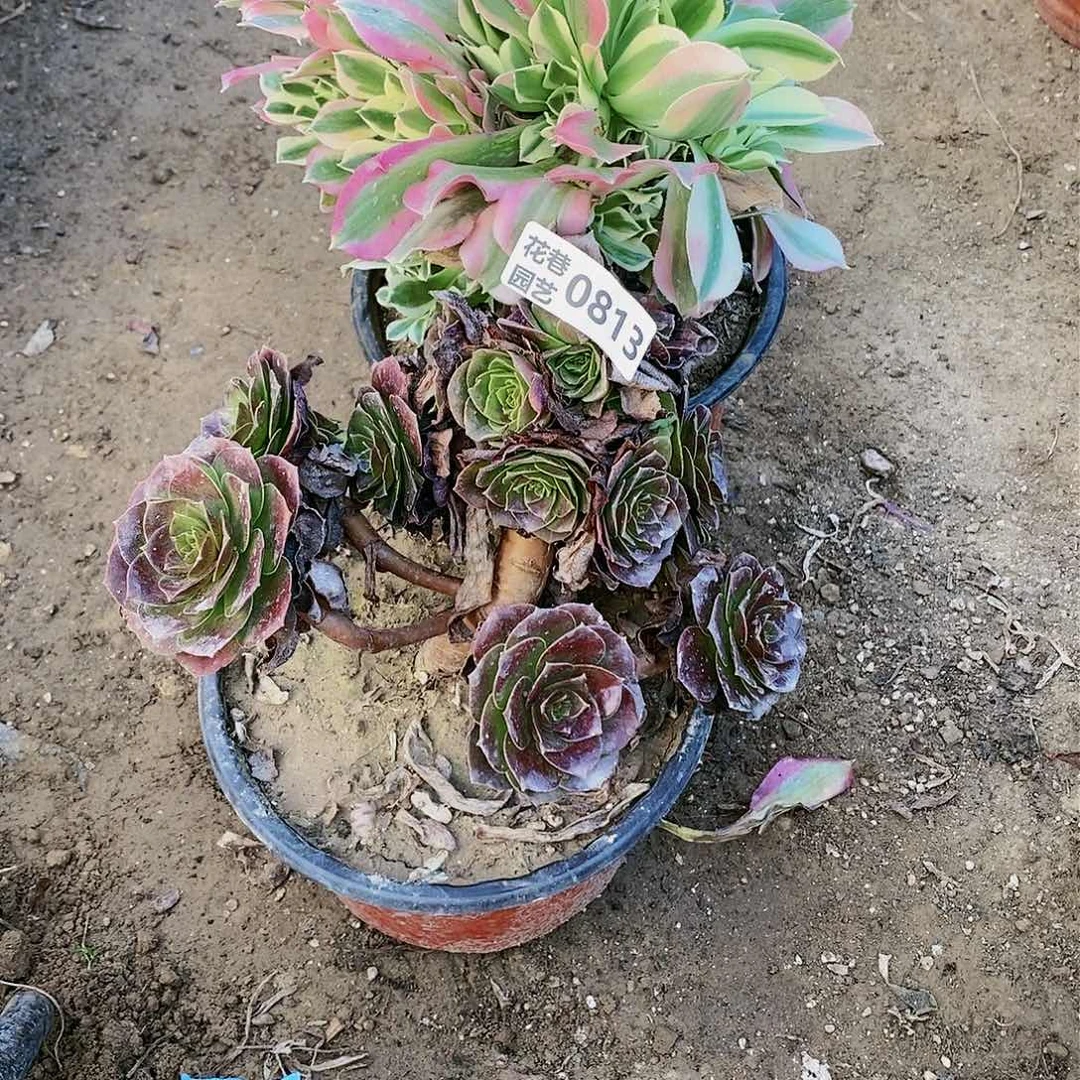 812+813号20元包邮不包断枝