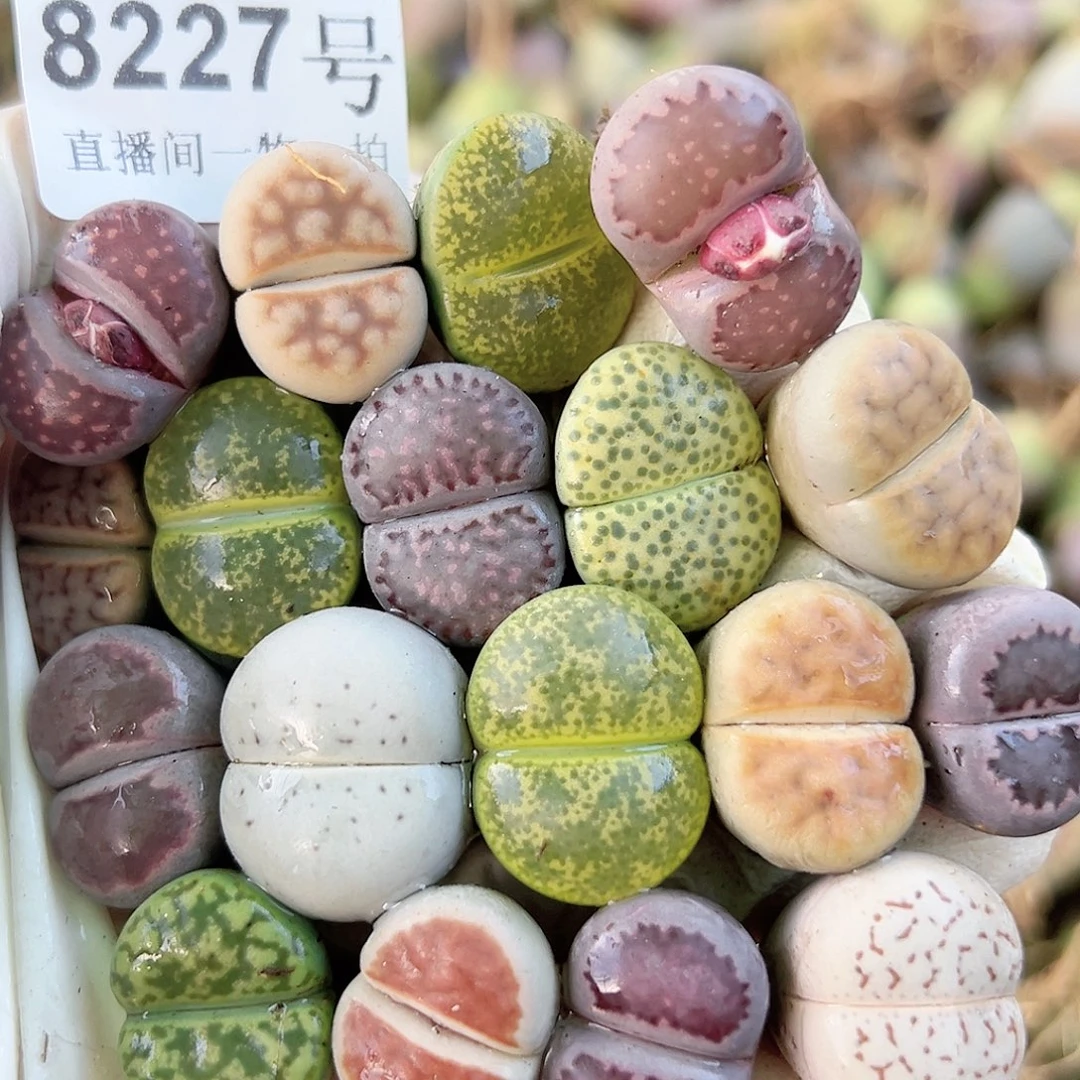 8227 好养易活生石花大母本18个