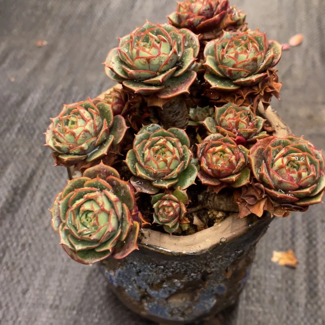 骑****姨37373737373737338