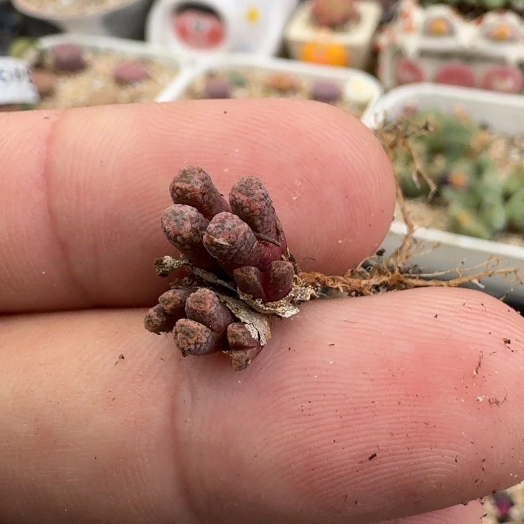 碎***冰A096红火柴老母本