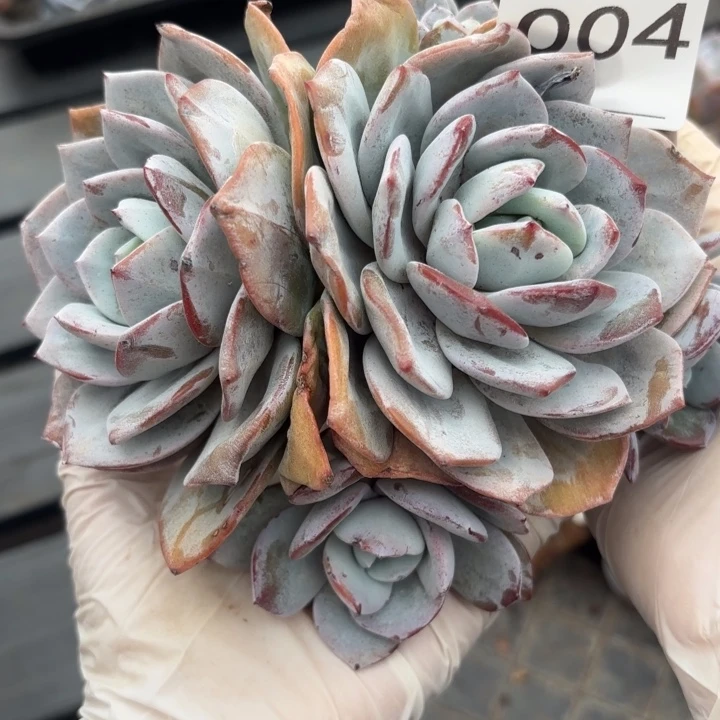 004 售后范围：签收起7天内