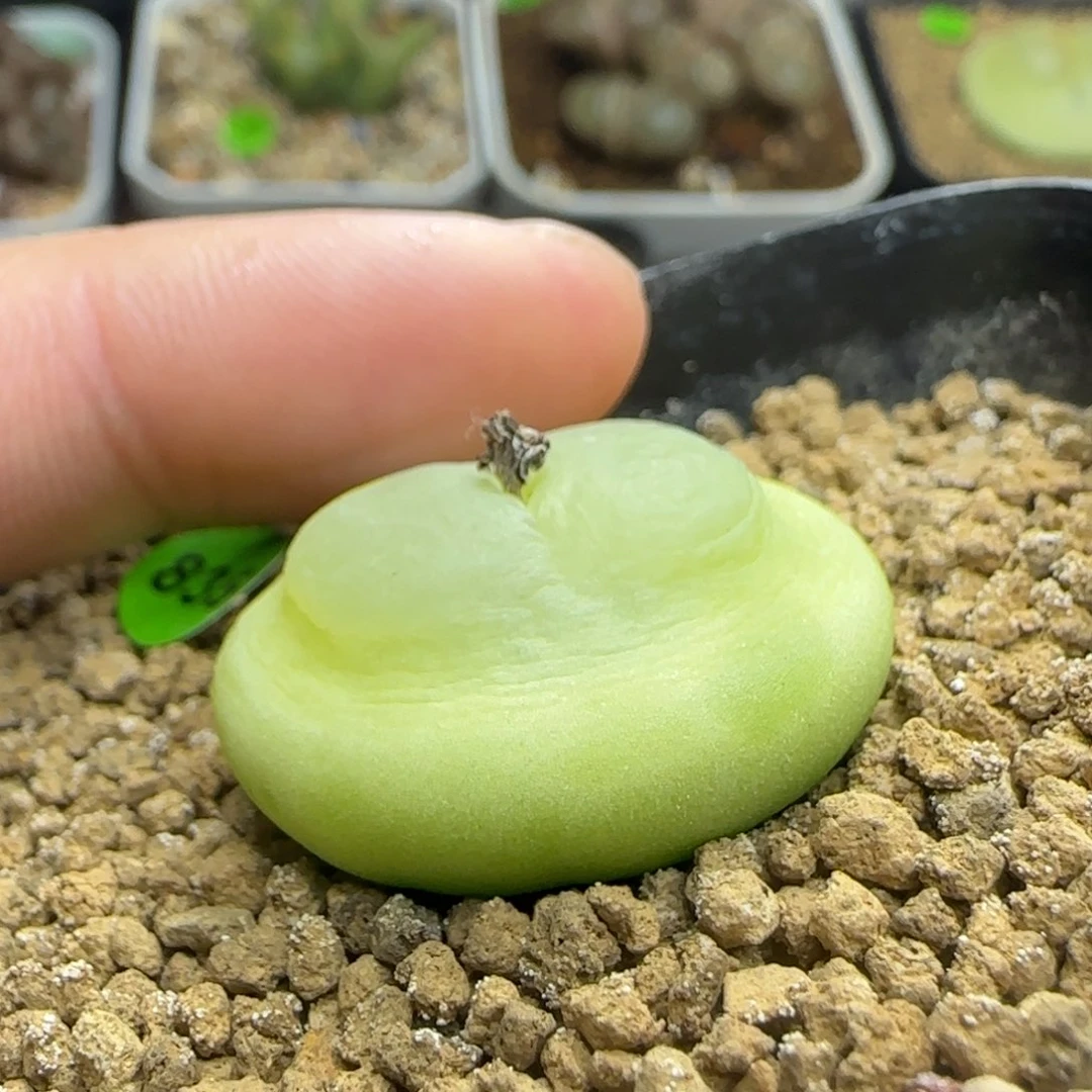 拉登2.78多肉植物835