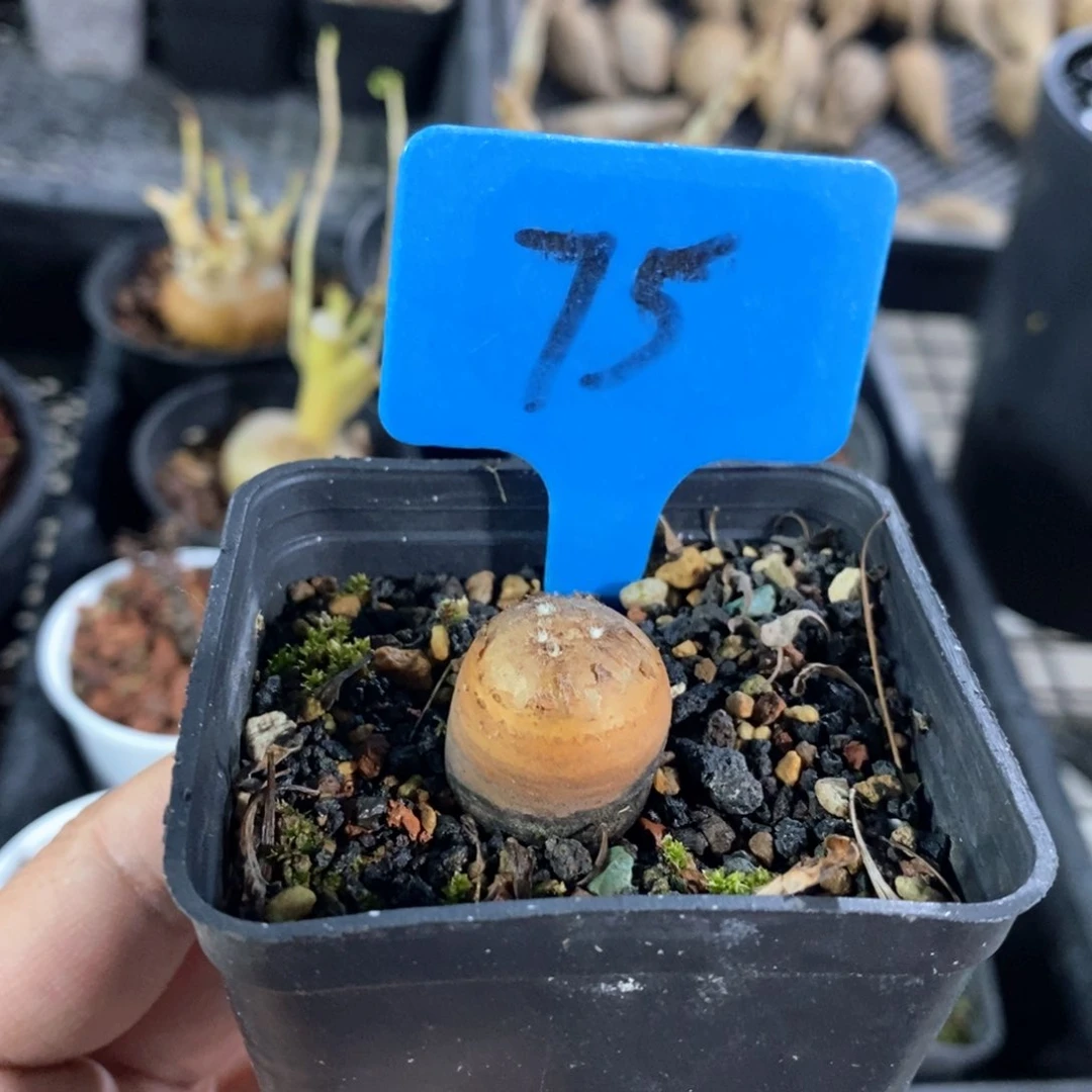 产地格加厚敦菊多肉植物