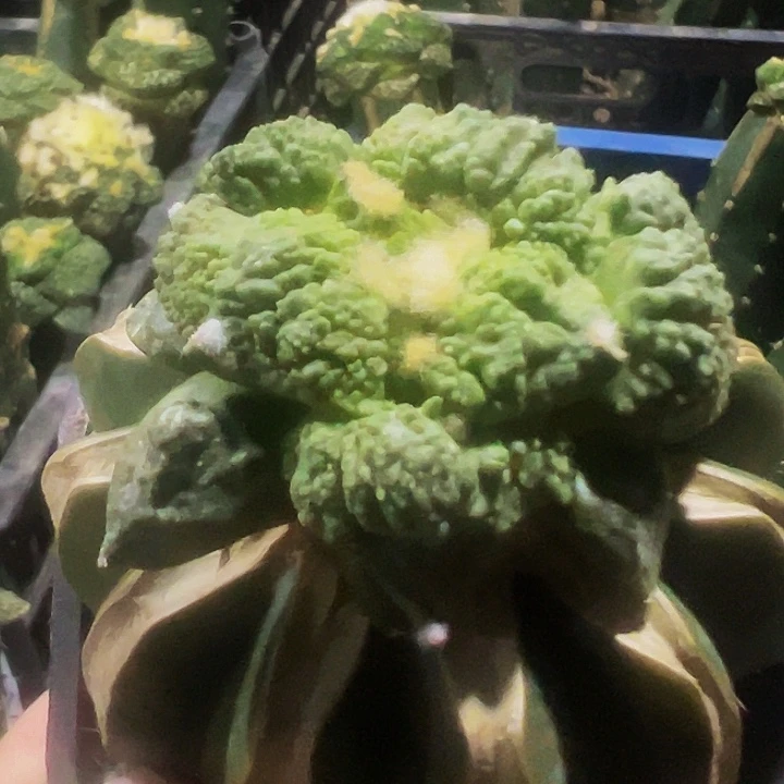 无花朵大尤丸尤瀑布怒涛牡丹449