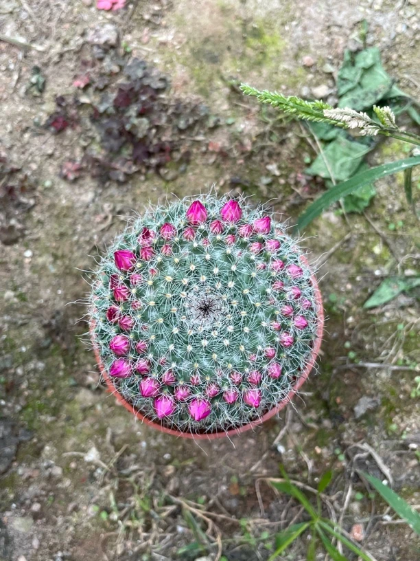 玉翁实生仙人球开花仙人球冠幅6～7