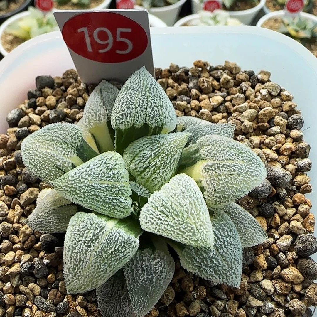 195号磨面锦一物一拍带盆土