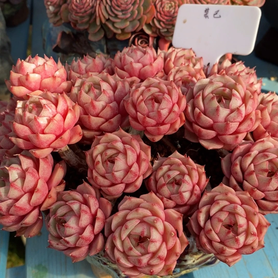 无花朵一物一拍，精品多肉