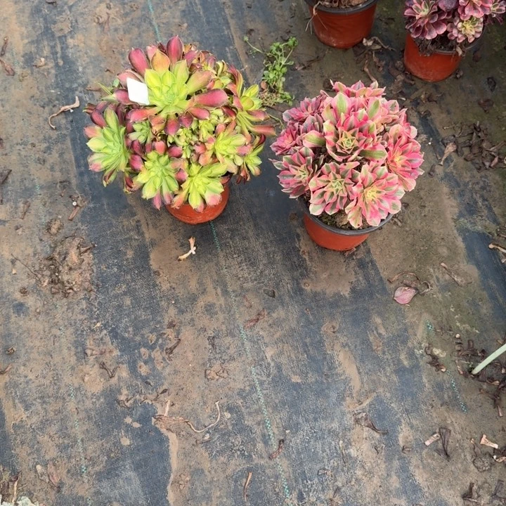 紫***兰一单包邮不包侧枝83