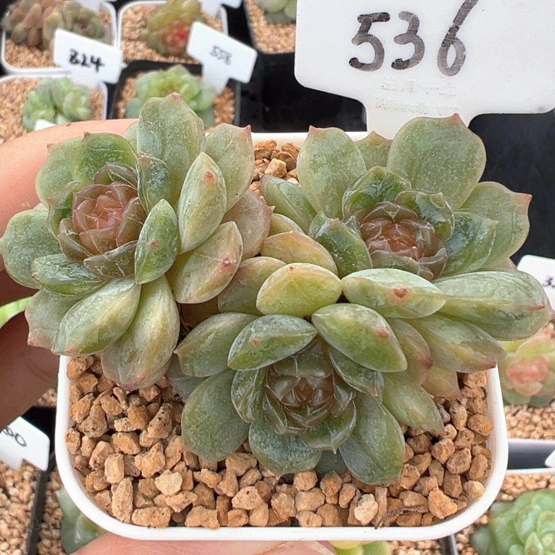 536号彩色恋人 晗雨多肉