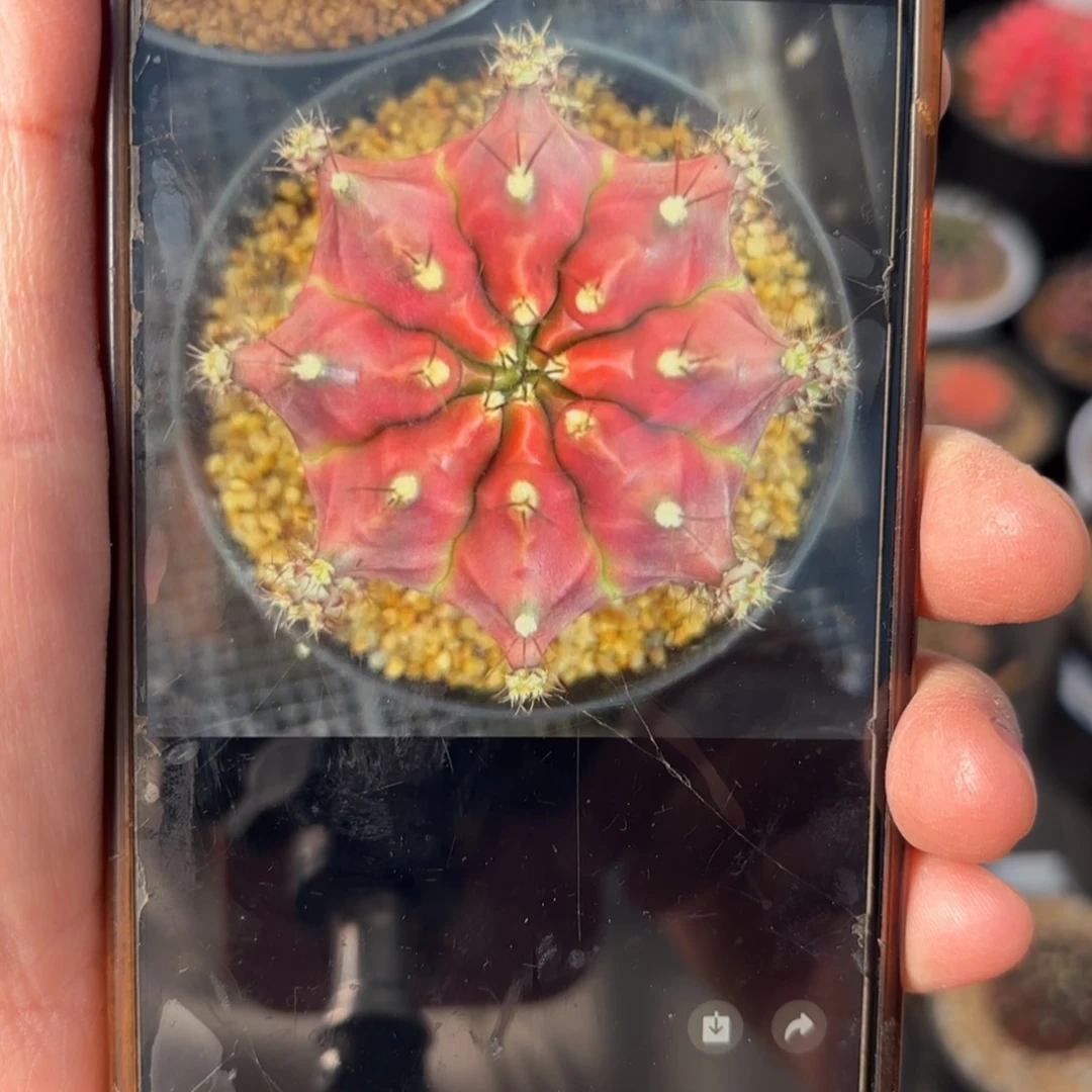 泰系米哈仙人球紫玫瑰