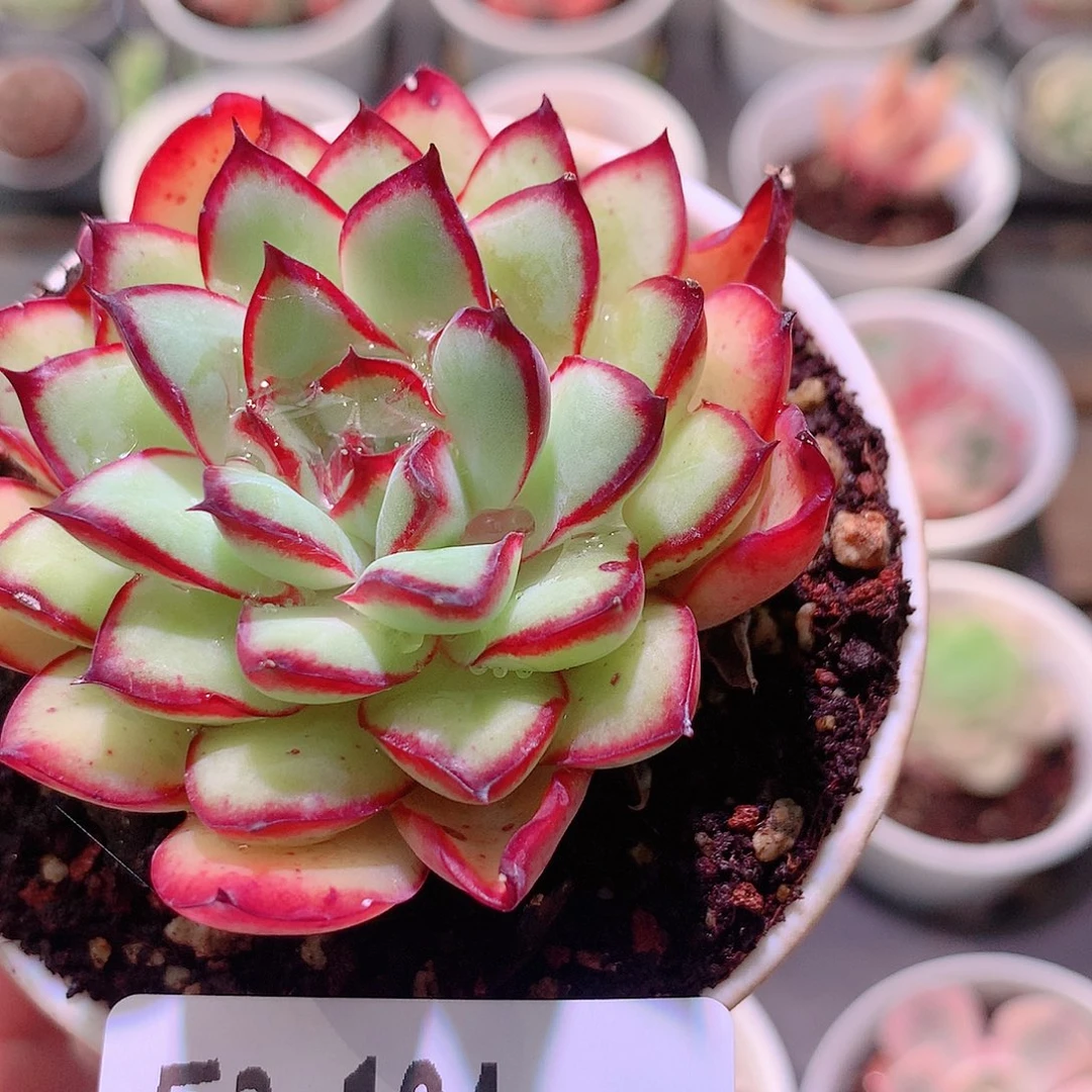 乐然2-104 原始林隐