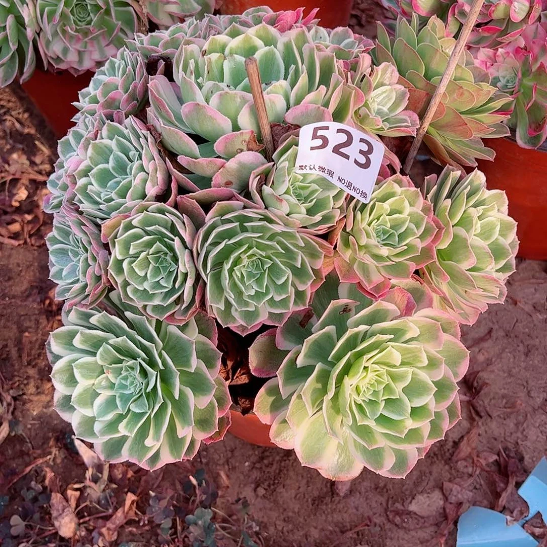 无花朵从***驴多肉植物523