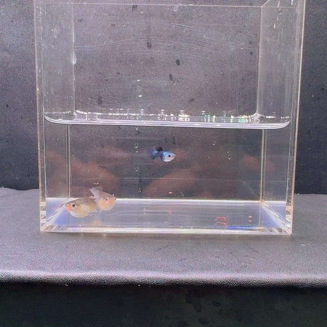 孔雀鱼熊猫两母一公