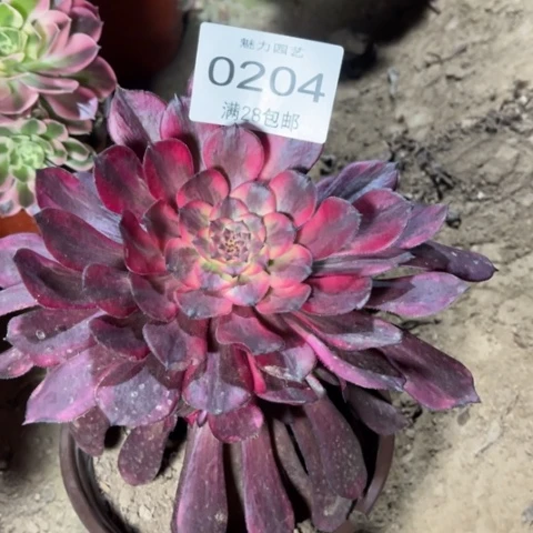 烟花多肉多肉0204