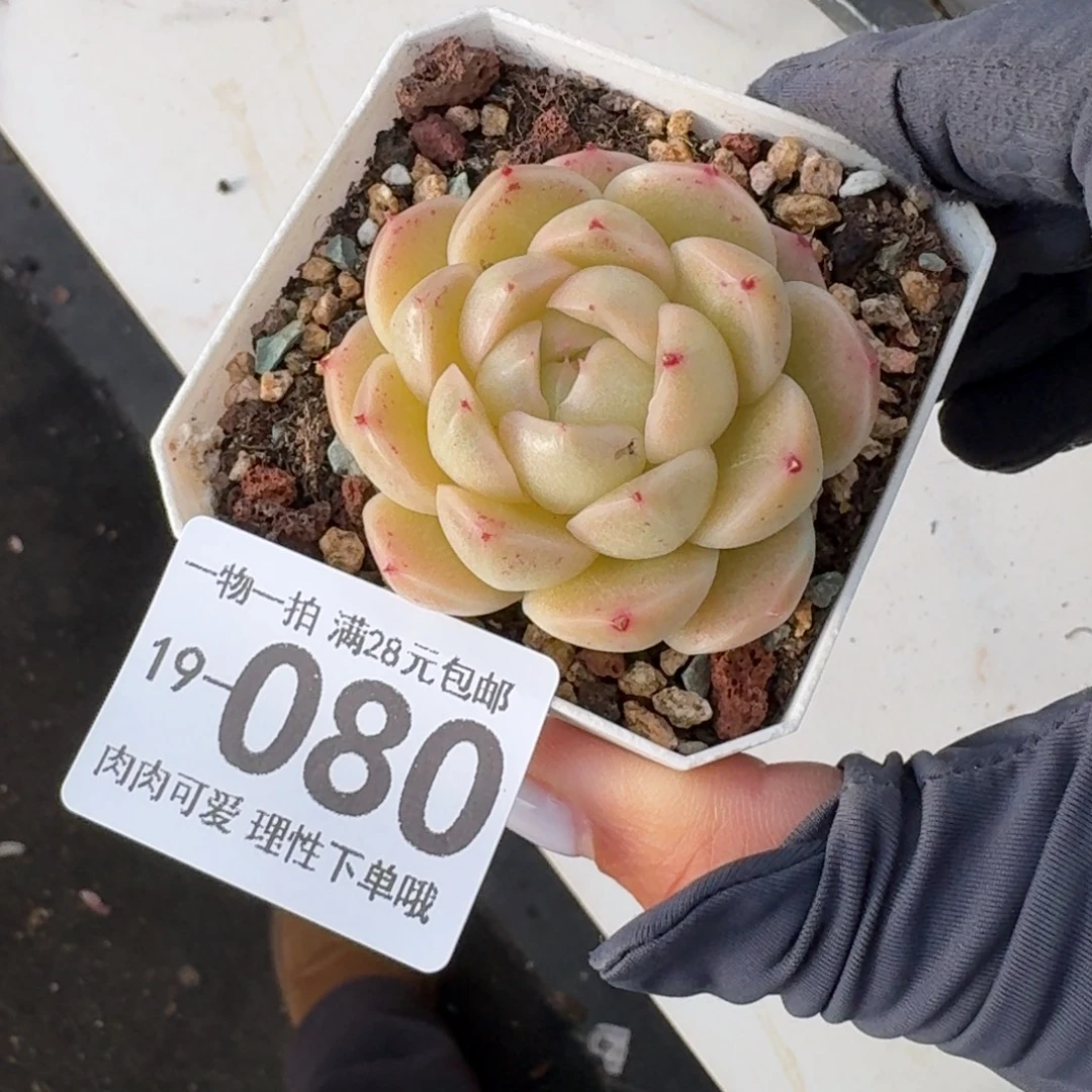 阿祖无盆土发货无