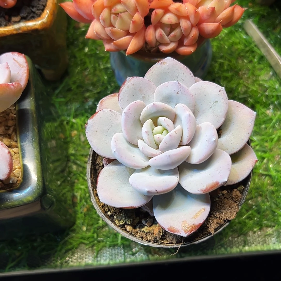 奶茶单头精品多肉植物