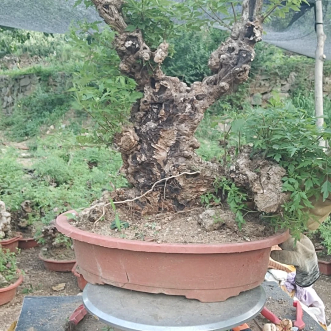 嘦***您当前无花栽培后可以开花