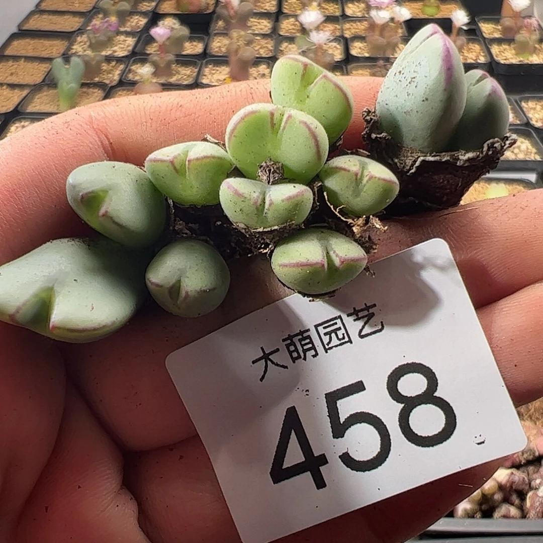 一物一拍。      458