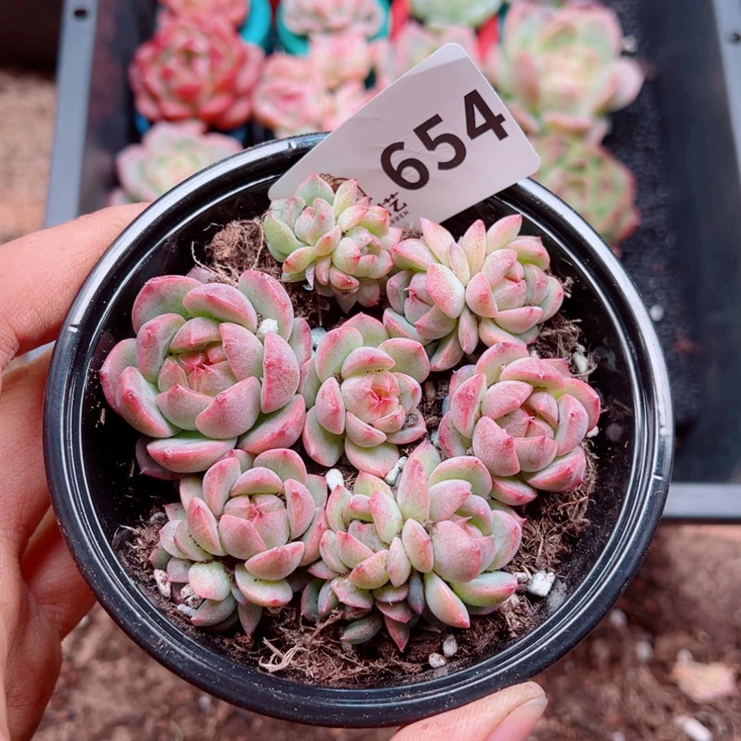 多肉植物多肉植物