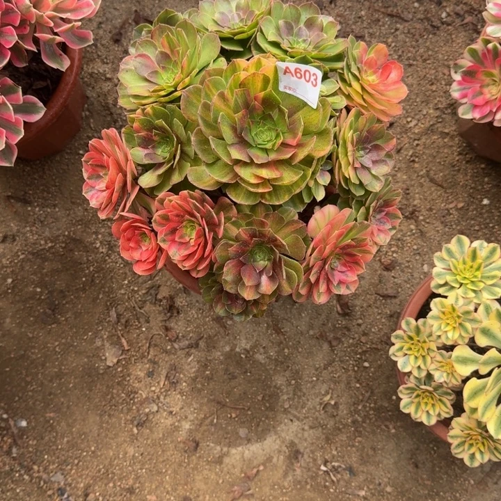 芒***喂霓虹603多肉植物冠服30