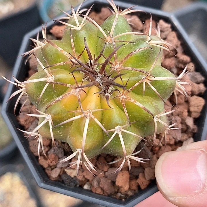 孤品实生优选自然果冻色锦圆盘玉4.8cm