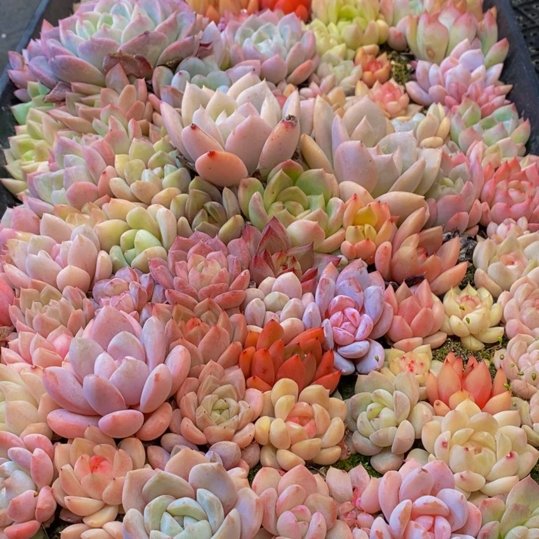 楠**园426多肉植物保护研究所所长的