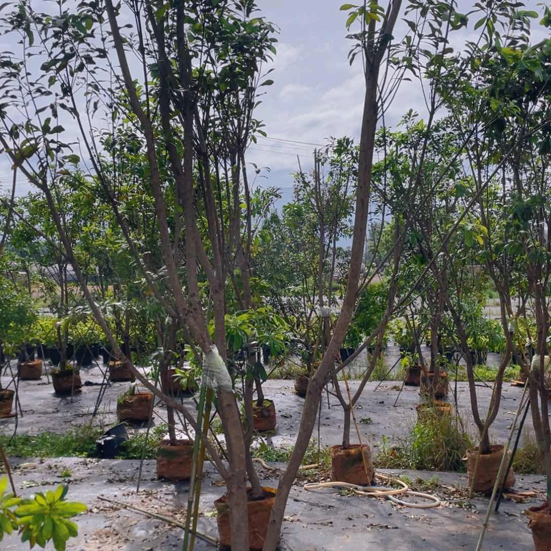 杨梅树的种植和生产技术