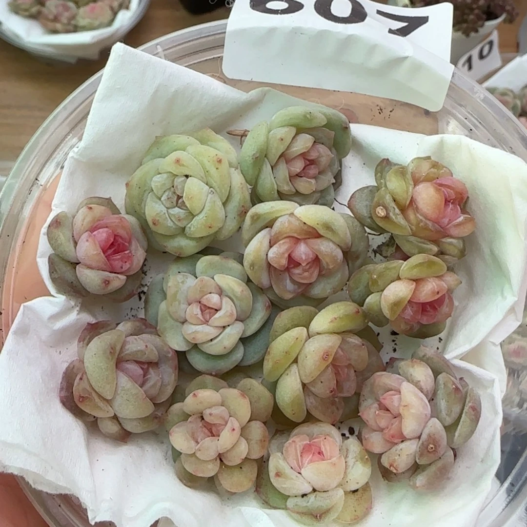 607号王者混合珍妮一盒