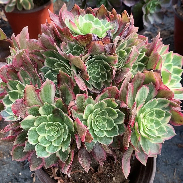 703水蜜桃多肉植物