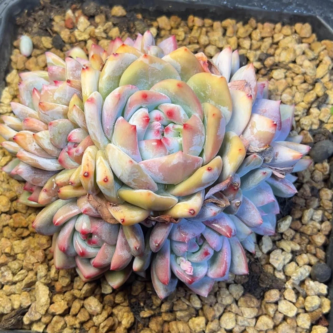 【闪购商品】润*物石榴籽多肉68