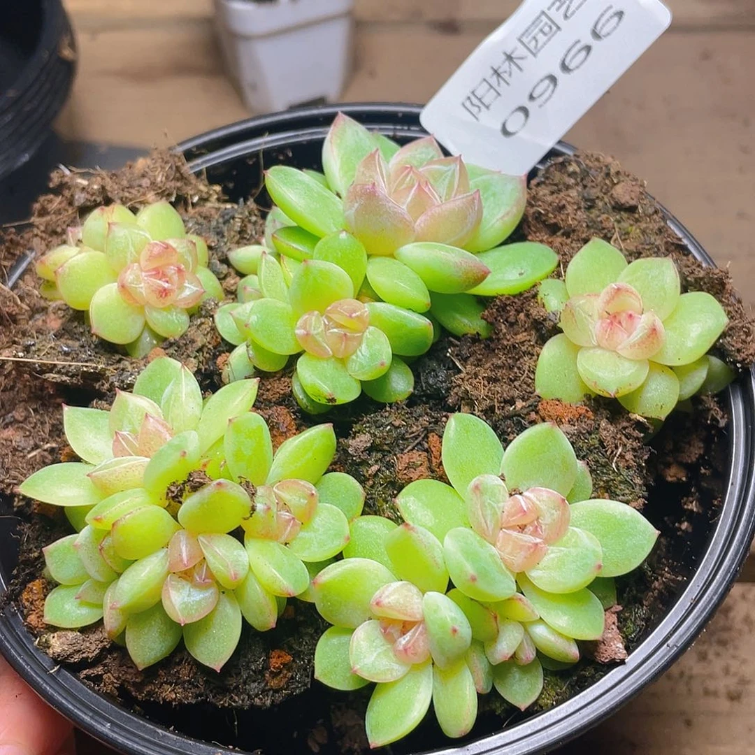 多肉植物多肉植物966