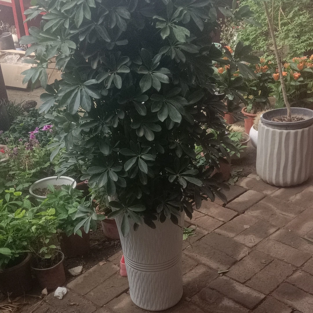 八方来财，也叫鸭掌木。带陶瓷盆儿，带碟子。