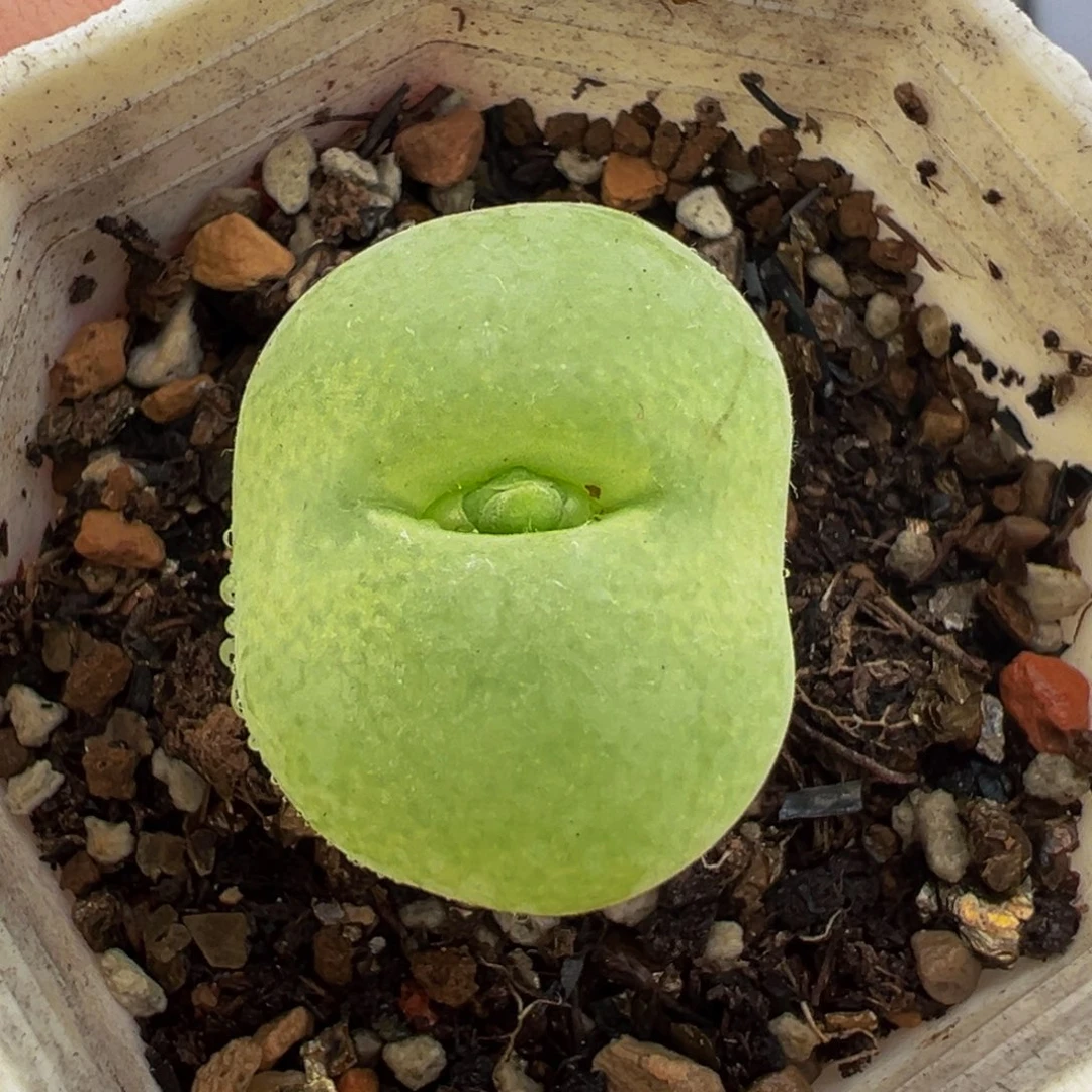 541多肉植物种类和