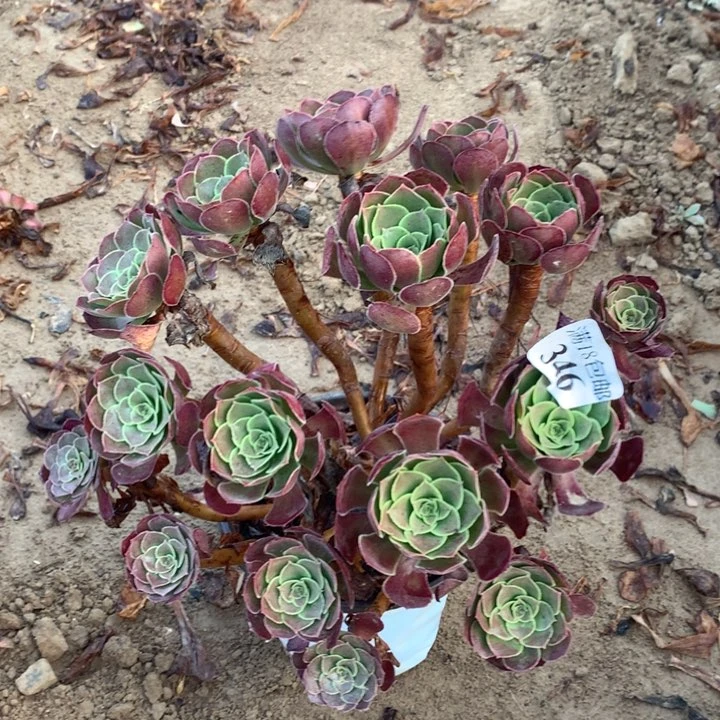 346荷兰玫瑰大绣球1