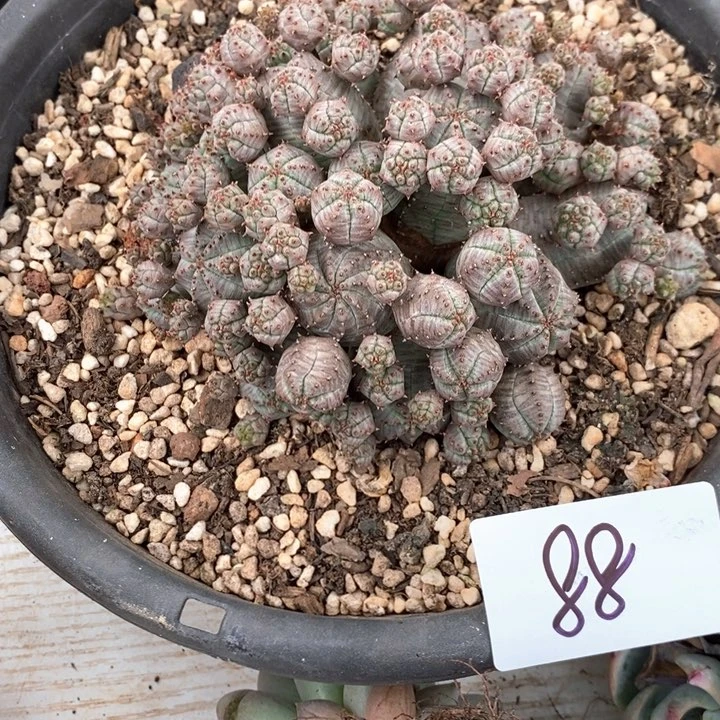 光**飞小七夕多肉布纹球88