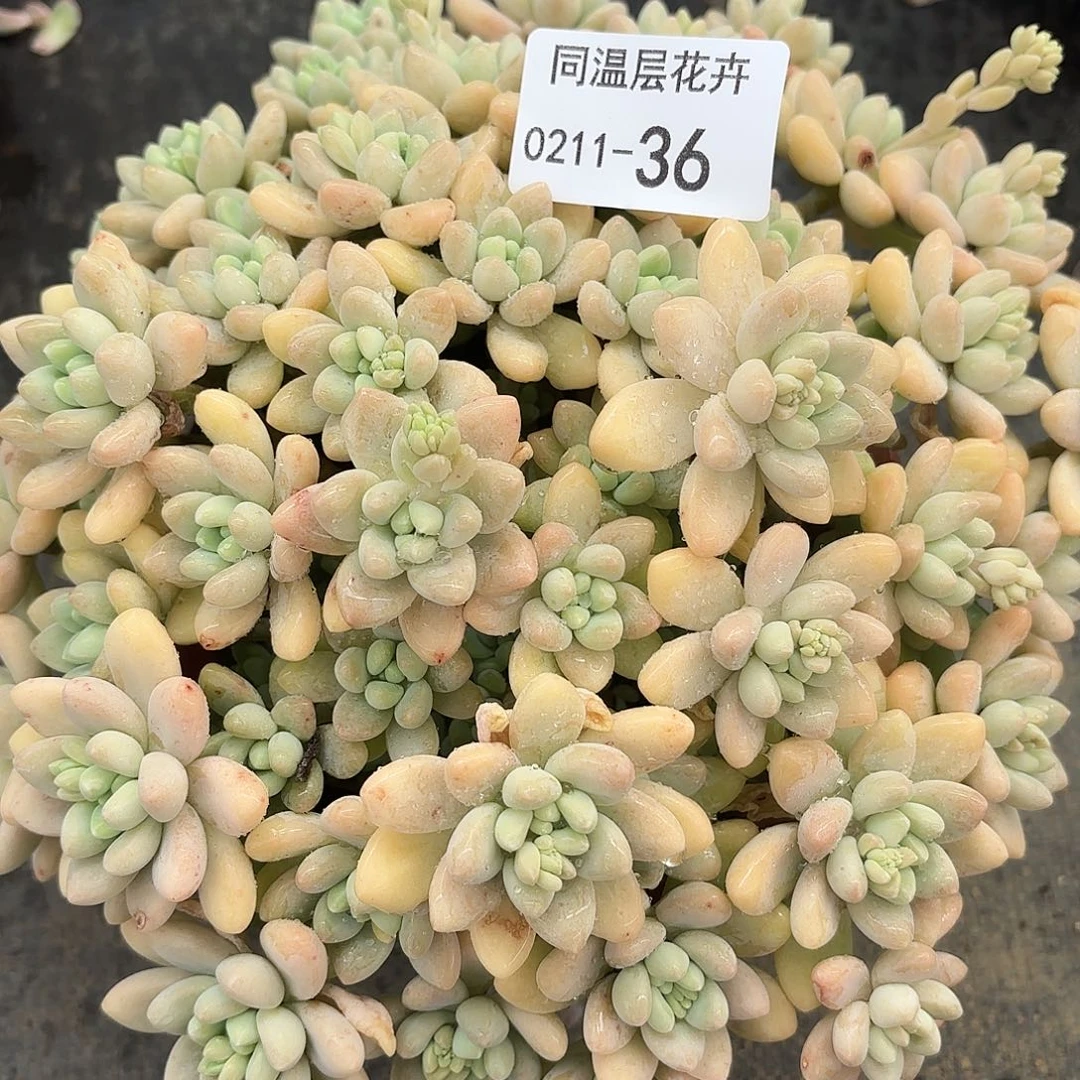 同温层多肉36奶口蛋糕