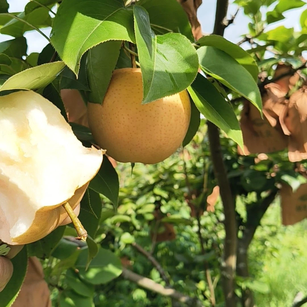 正宗新鲜当季梨子脆甜多汁整箱现摘秋月梨