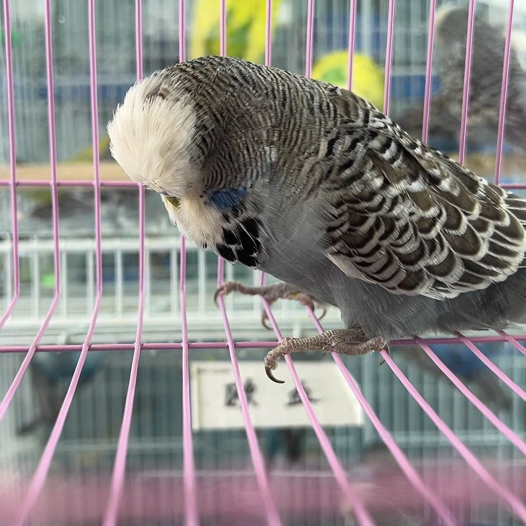 虎皮鹦鹉估计是我老婆