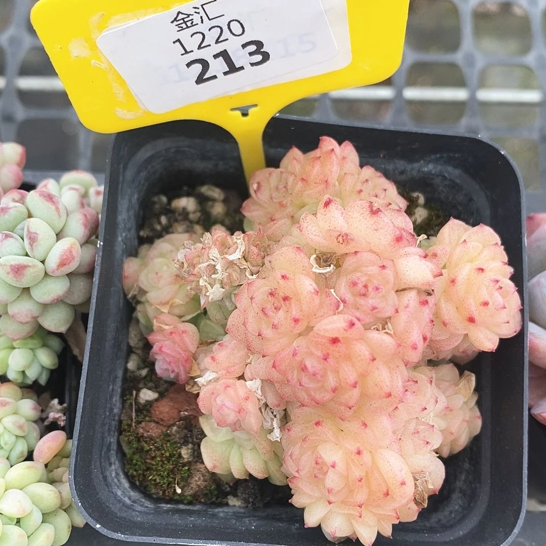 福利多多。1220213