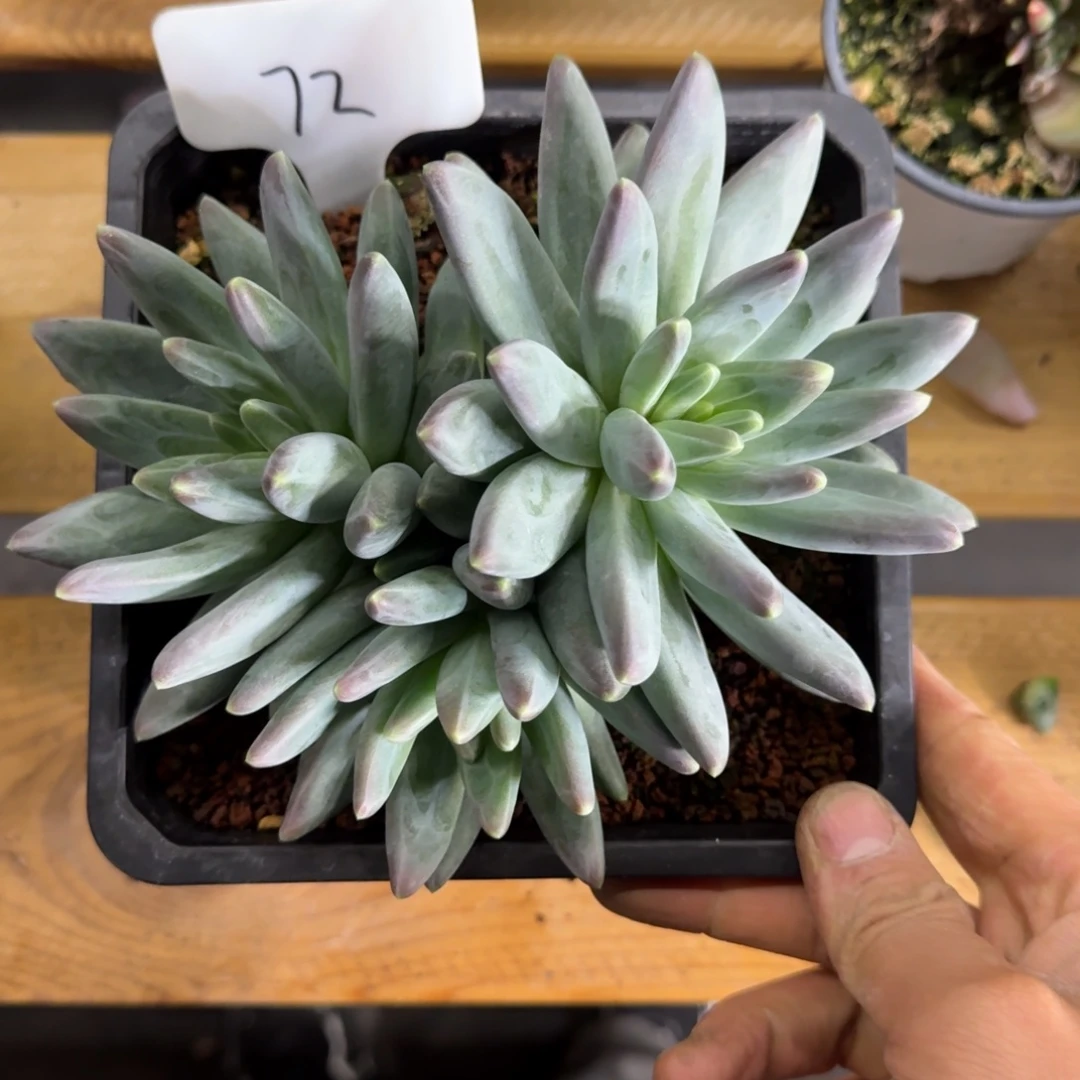 河***草72 雪黛丽