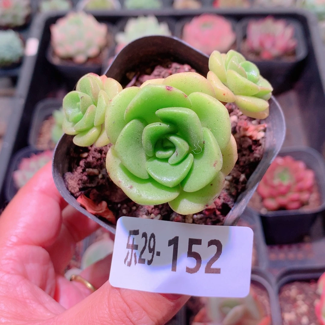 乐然29-152 百合丽丽