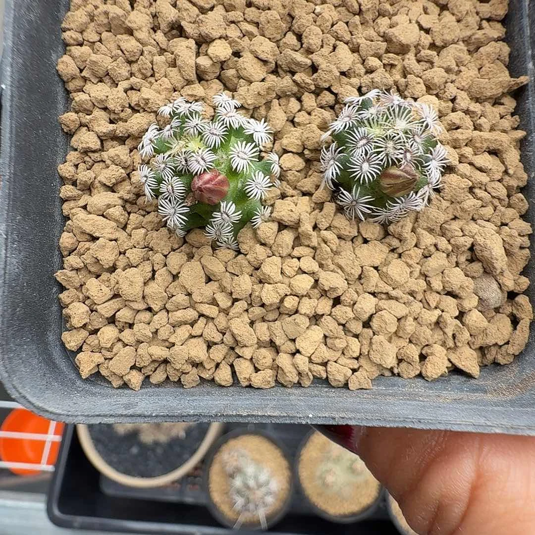 实生克氏丸脱土发货