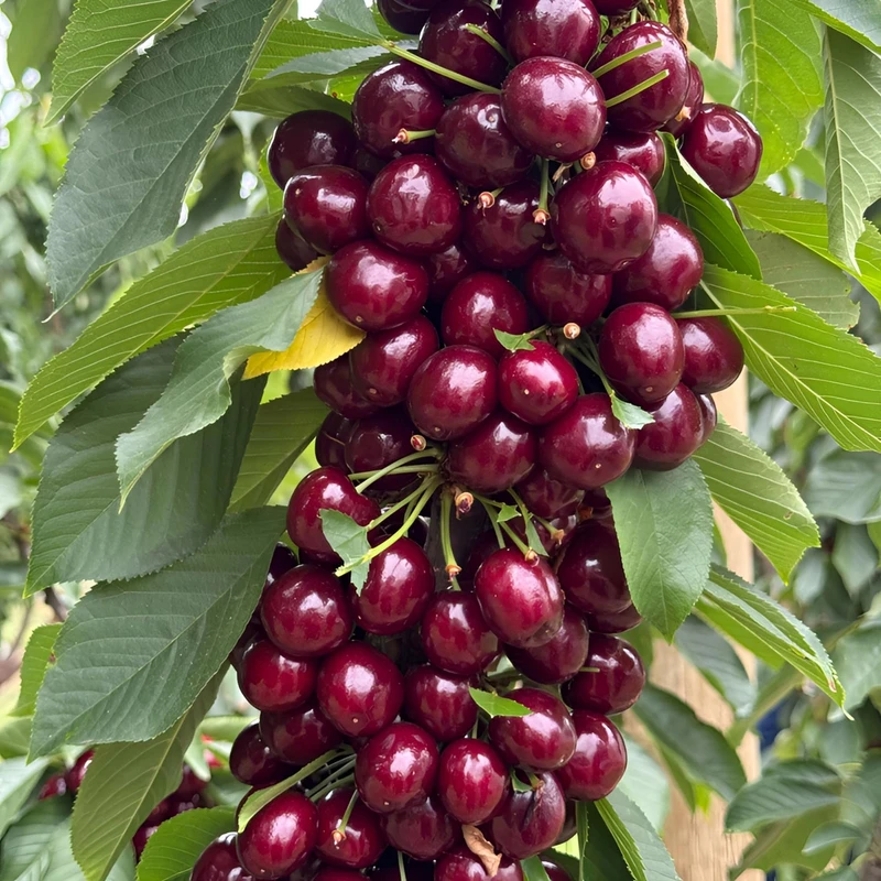 车厘子樱桃树苗南北方种植当年结果南方矮化水果树果苗