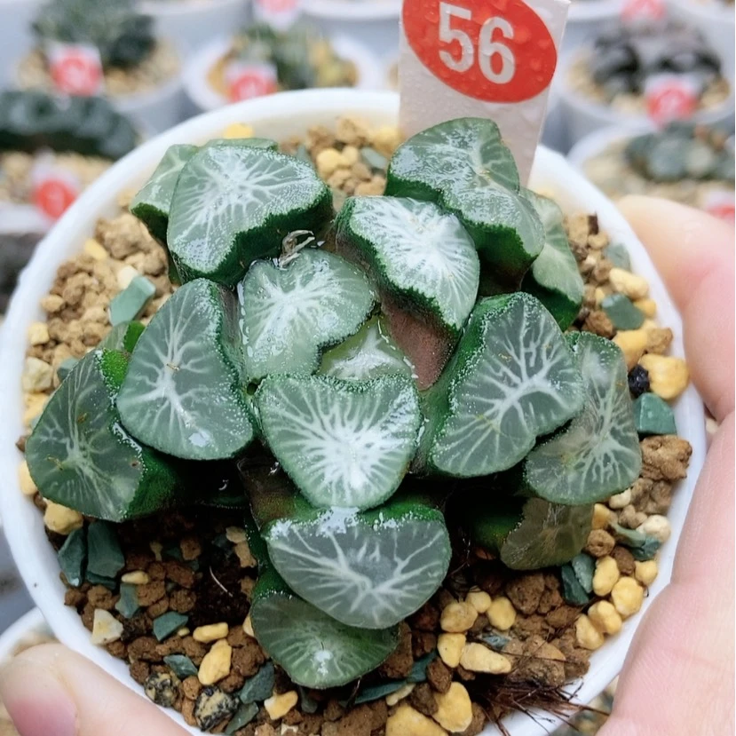 【闪购商品】56狮子神万象